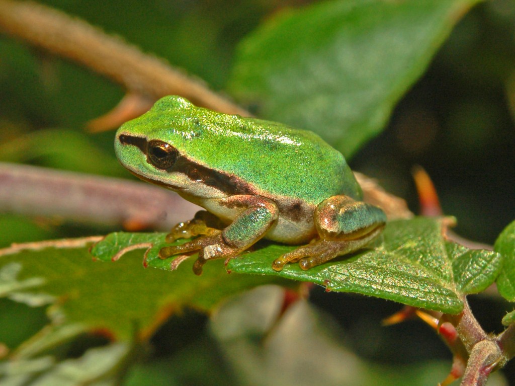 Una raganella tra le foglie d''edera - Hyla meridionalis